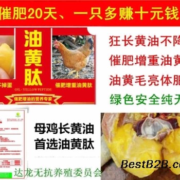 油黃肽養(yǎng)雞全程不生病提前出欄省飼料