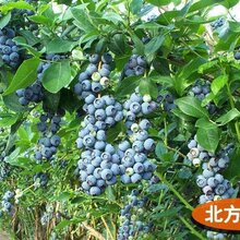 山东当年结果好养蓝莓苗三年蓝莓苗蓝莓苗基地盆栽地栽蓝莓诚信交易图片