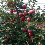 良心种植：安康市华硕苹果苗种植基地多品种选择批发价格