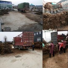优质苗:河南焦作花牛苹果苗哪里好苹果苗品种选择图片