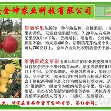 今日:漯河市瑞雪苹果苗基地批发高成活图片