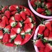 甜宝草莓苗零售批发红颜草莓苗金坤农业基地直销