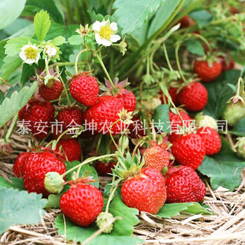 金坤農(nóng)業(yè)知識(shí)講解：章姬紅顏草莓苗從購(gòu)買到定植需要注意事項(xiàng)