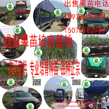 興義芒果苗木基地興義芒果苗興義芒果苗批發(fā)金煌芒貴妃芒澳芒臺(tái)農(nóng)芒桂七芒新世紀(jì)芒