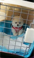 漯河宠物托运漯河宠物空运漯河宠物铁路托运漯河活体运输图片