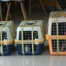 濮阳宠物托运濮阳宠物空运濮阳宠物铁路托运濮阳活体运输图片