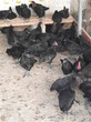 五黑鸡多少钱一只五黑鸡价格图片