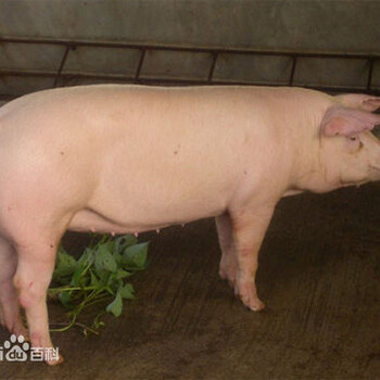 大白猪还是江苏德和种猪场的好品种