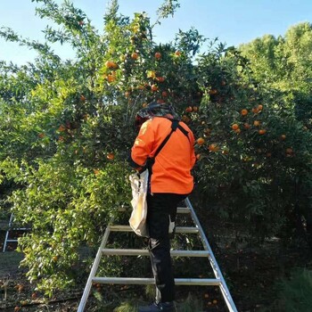 新西兰，澳大利亚雇主直招月薪三万不成功0费用工作签证安排工种