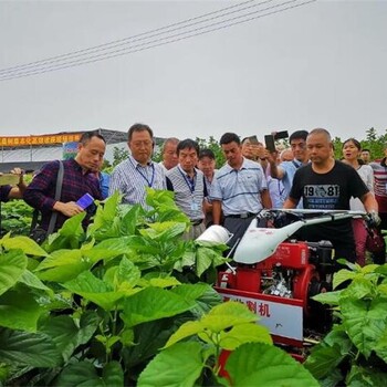 桑树收割机桑苗收割打捆一体机小型割桑机生产厂家