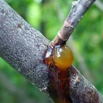 花椒流膠病、煤污病如何防治？