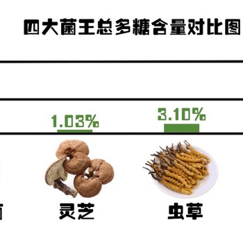 西伯利亚白桦茸哪里可以买到