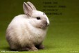 夏季兔子如何養好母兔專用配合飼料誠招廣東潮州市湘橋飼料代理