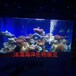 美人鱼海狮表演海洋生物展览活体海洋生物出租全国巡展