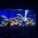 洋清海洋生物水族馆主题展览出租重庆海洋生物海洋展美人鱼海狮表演租赁展示