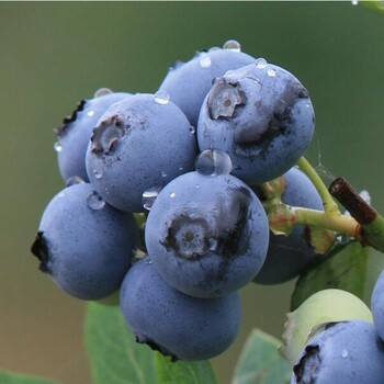 蓝莓浓缩汁