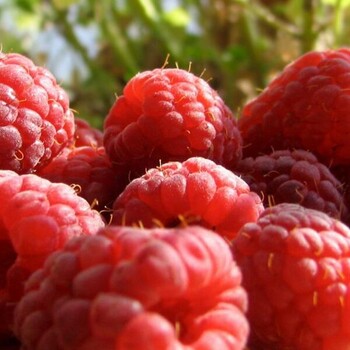 大量供应美国进口红树莓浓缩汁