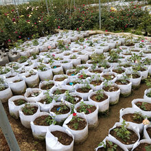 美植袋、种植袋,河南厂家生产美植袋图片