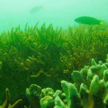 海藻碳氮比检测