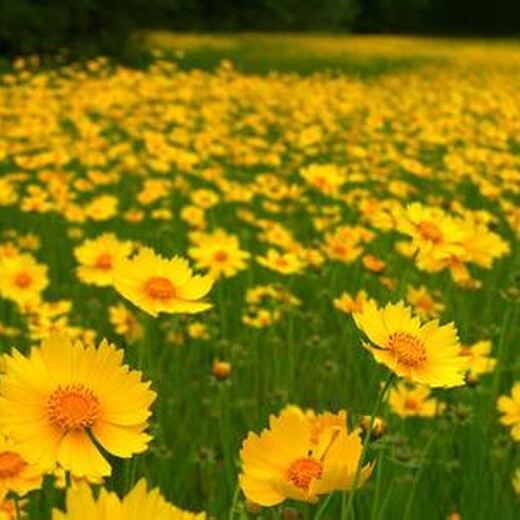 宿根花卉种子大花金鸡菊一年开花两次