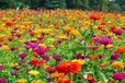 夏季百日草花种子怎样种植和管理