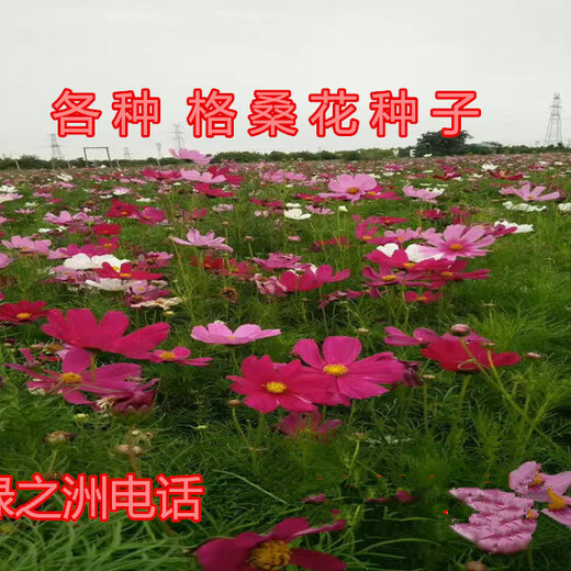 关于花海种子格桑花简介