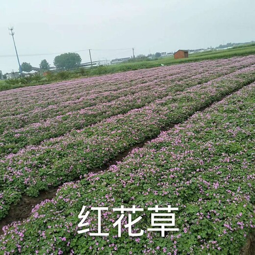 紫叶酢浆草种球价格批发