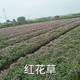 红花酢浆草种球图