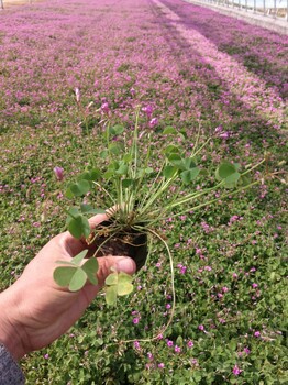 花期长红花酢浆草种球价格上涨