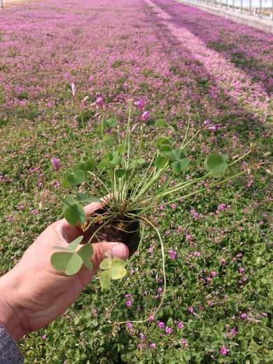 花期长红花酢浆草种球全国发货