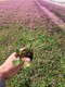 紫叶酢浆草种球图