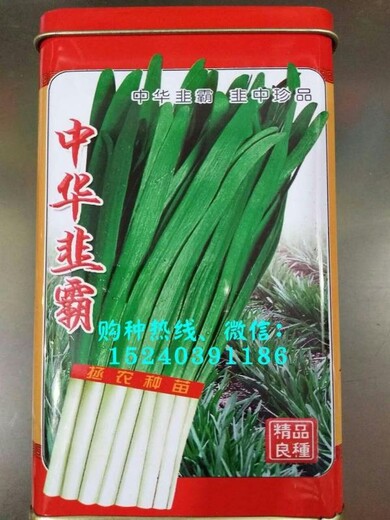 新品种菠菜种子四季供应