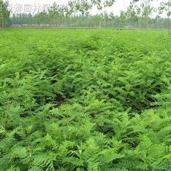 紫穗槐種子批發(fā)紫穗槐簡介