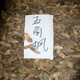 五角枫树种子