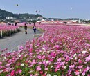 多花色野花组合种子批发零售图片