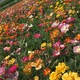 护坡花卉组合种子图