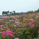 大花朵野花组合种子花海种植