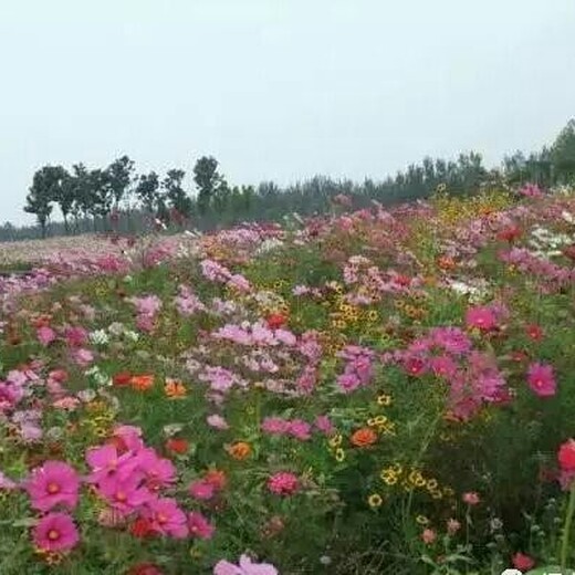 多年生野花组合种子适应力强