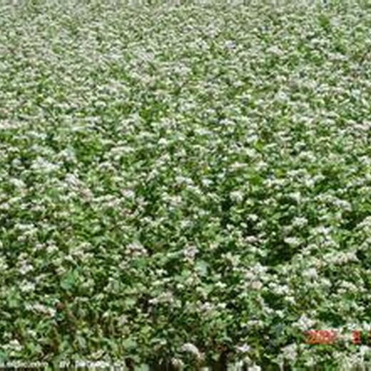 广东花荞麦种子多少钱一斤
