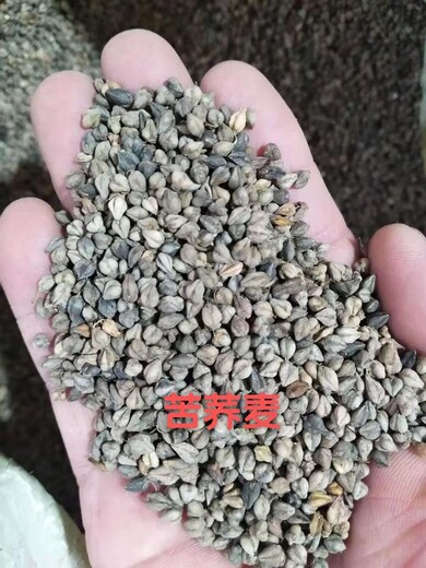 好質(zhì)量的蕎麥種子品種