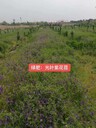 綠肥野豌豆種子4.5元批發(fā)哪里有賣