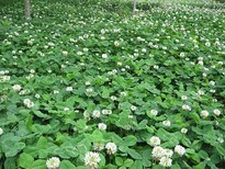 漳州紫羊茅種子聯系電話圖片0