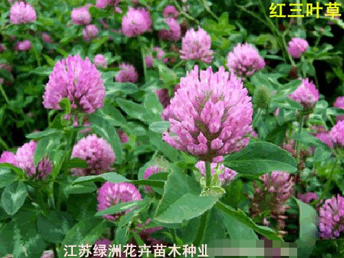 紫花苜蓿进口种子供应信息