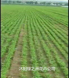漳州紫羊茅種子聯系電話圖片3
