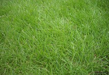 岳陽寬葉草種子數量充足圖片2