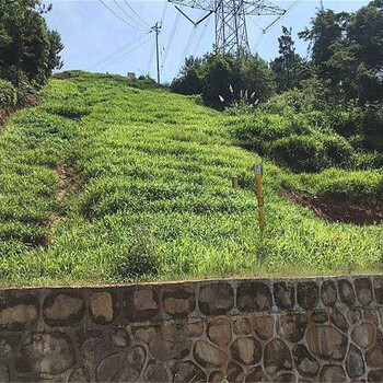 长沙供应高陡矿山边坡草籽灌木种子护坡资材