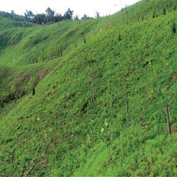 露天矿山边坡草籽选择山西三水园林