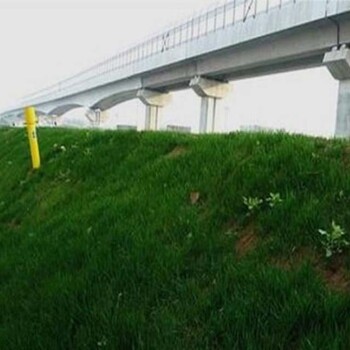 長(zhǎng)沙高速邊坡長(zhǎng)期綠化路基固土護(hù)坡草籽出售