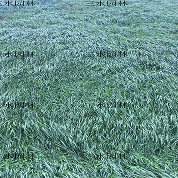 益陽的狗牙根和黑麥草綠化的區(qū)別？