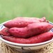 西瓜红红薯广东西瓜红红薯批发白杨农业(推荐商家）